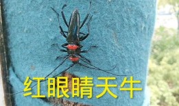 天牛房产最新爆料,揭秘楼市新动向，未来房价走势预测