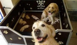 一个狗狗最新爆料图片大全,狗狗最新爆料图片大全集锦