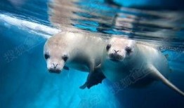 海豹07最新爆料,最新军事动态与战略布局深度解析